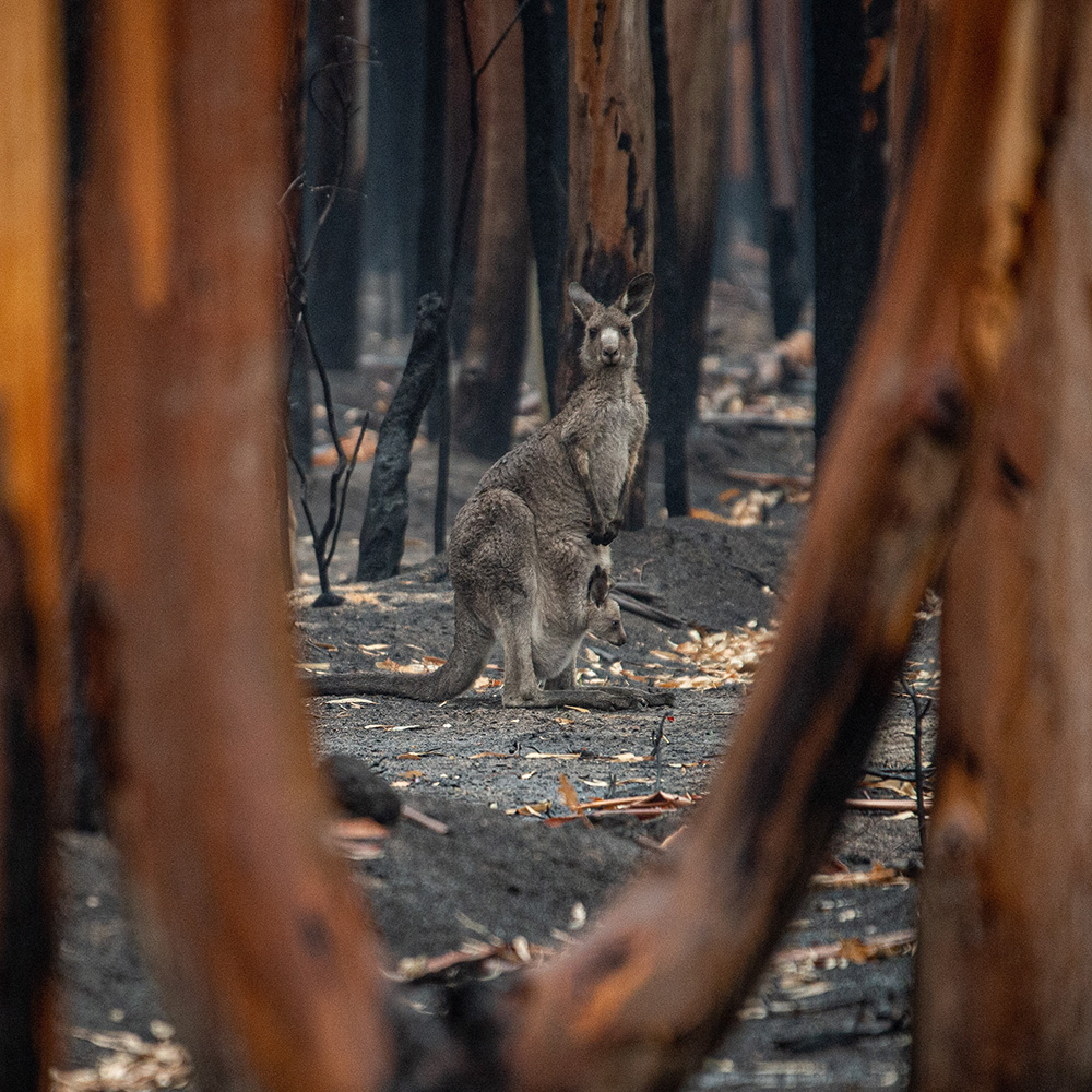 Kangaroo Bushfire